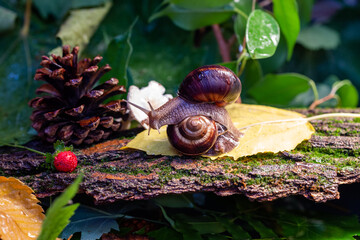 Large snails crawling along the bark of a tree. Burgudian, grape or Roman edible snail from the Helicidae family.