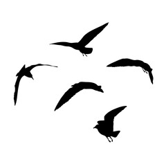 Set of seagulls birds, nautical sailor tattoo sketch. Black stroke of flying sea gull silhouettes on white background. Marine set. Drawings of different shapes of water birds in the flock. Vector.