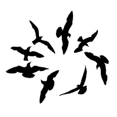 Set of seagulls birds, nautical sailor tattoo sketch. Black stroke of flying sea gull silhouettes on white background. Marine set. Drawings of different shapes of water birds in the flock. Vector.