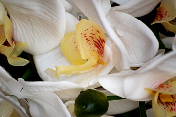 close up of lily flower