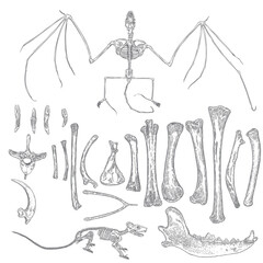 Magic animal bones design elements set. Hand drawn sketch for magician collection. Witchcraft spell symbols, bird raven, chicken bones, wolf or dog jaw, vampire bat skeleton, rat or mouse. Vector.