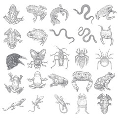 Obraz na płótnie Canvas Magic animal elements set. Hand drawn sketch for magician collection. Witchcraft spell symbols, reptile frog, toad, lizard and snake, spider, fly insect, crow, raven bird, cockroach. Vector.