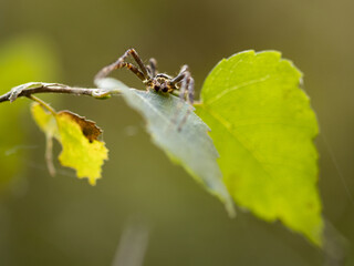 Macro photo of a spider sitting on a leaf