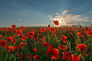 Flowers Red poppies blossom on wild field. Beautiful field red poppies with selective focus. Red poppies in soft light.