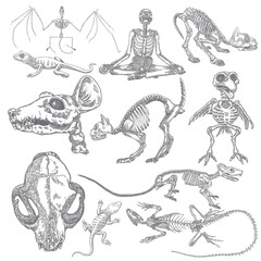Alchemy symbol elements set. Skeletons and skulls of bird, cat, human, vampire bat, rat, mouse, lizard. Spiritual occultism and chemistry, magic tattoo sketch. Hand drawing Vector.