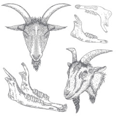 Goat or sheep farm animal head with horns. Black and white sketch. Vector