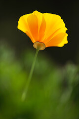 Obraz premium Golden poppy flowers under bright sun.