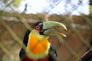 Animais da fauna Brasileira 