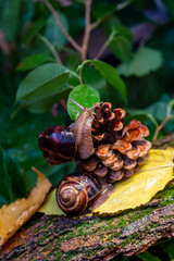 Large snails crawling along the bark of a tree. Burgudian, grape or Roman edible snail from the Helicidae family.