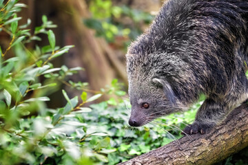 Binturong, Arctictis binturong, walking down a tree branch