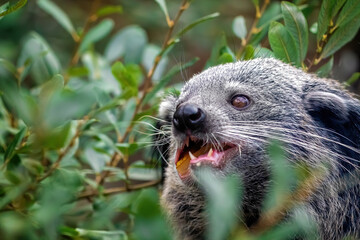 Binturong, Arctictis binturong, eating fruit