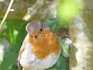 Robin perched in a tree	
