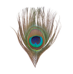Fototapeta premium Elegant colorful peacock bird feather isolated on the white