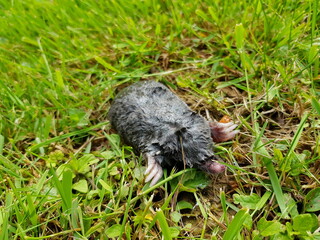 Obraz premium Toter Maulwurf im Garten