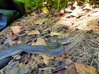Schlange kurz vor der Häutung - Äskulapnatter