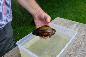 Die Große Teichmuschel (Anodonta cygnea)