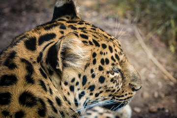 Leopard in repose