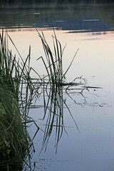 evening reflection in the river