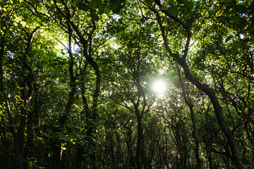 Wald Hoornsebos auf Terschelling