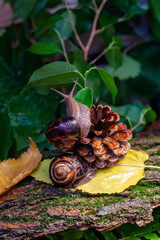 Large snail on a tree branch. Burgudian, grape or Roman edible snail from the Helicidae family. Air-breathing gastropods.