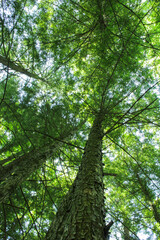 trees in the forest