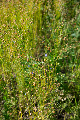 Flax field