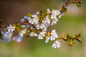 a Branch with white cherry blossom buds