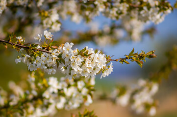 a Branch with white cherry blossom buds