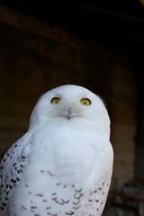 Lustiger Blick einer Eule (Schnee-Eule)