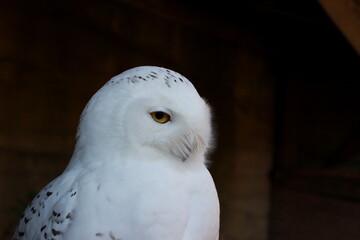 Schnee-Eule im Profil