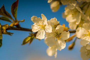 a Branch with white cherry blossom buds