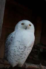 Wei&szlig;e Eule in einem Zoo: Schnee-Eule