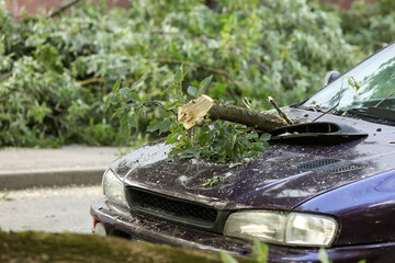 A tree fell on the car due to strong wind. Broken vehicle after the storm. Disaster in a city.