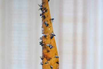 Sticky flypaper with glued flies, trap for flies, copyspace, close up