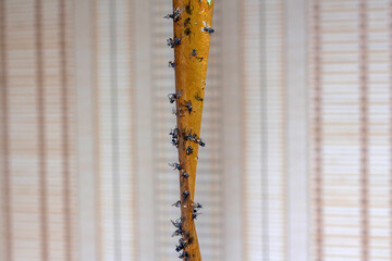Sticky flypaper with glued flies, trap for flies, copyspace, close up