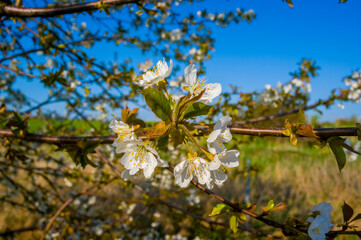 a Branch with white cherry blossom buds
