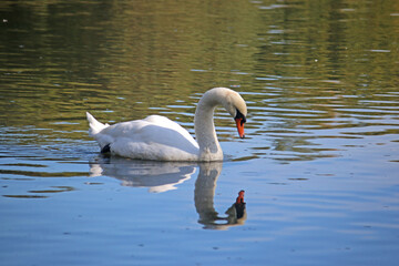 Naklejka premium Swan in reflection on a lake 