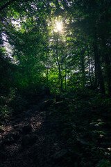 Waldweg Morgensonne dunst