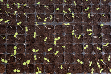 Seedlings with green leaf growing in planting tray