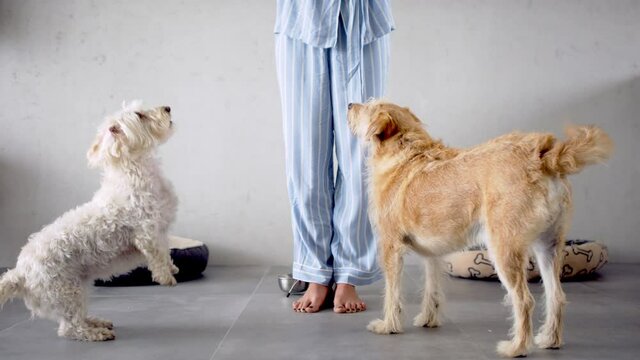 Unrecognizable woman in pajamas indoors at home, feeding two pet dogs.