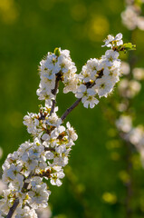 a Branch with white cherry blossom buds