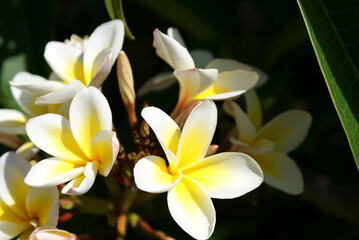Beautiful white and yellow blooming Plumeria mediterranean tropic flower plants