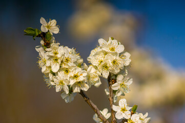 Obraz premium a Branch with white cherry blossom buds