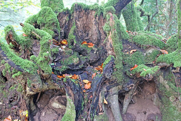 Moss growing on a tree stump