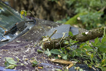 A tree fell on the car due to strong wind. Broken vehicle after the storm. Disaster in a city.