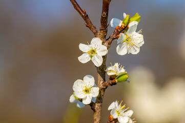 a Branch with white cherry blossom buds