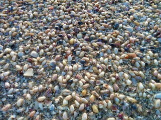 sea shells background