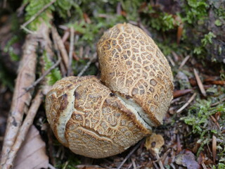 Kartoffelbovist, die Form erinnert an ein gebrochenes Herz