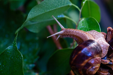 Large snail on a tree branch. Burgudian, grape or Roman edible snail from the Helicidae family. Air-breathing gastropods.