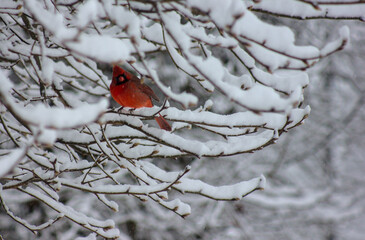 red cardinal in the snow